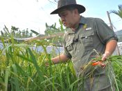 Sabah Usahakan 10,000 Hektar Tanah Terbiar Untuk Tanaman Padi