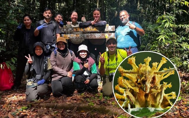 Penemuan kulat baharu&nbsp;oleh penyelidik UMS di kawasan INFAPRO serlah potensi khazanah&nbsp;biodiversiti hutan dipulihkan&nbsp;