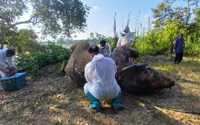 Gajah jantan ditemui mati di Sungai Kinabatangan, JHLS buat siasatan menyeluruh
