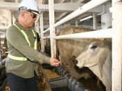 Sabah terima 780 lembu pedaging dari Australia